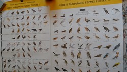 Muray Róbert grafikus rajzai „Védett madaraink eszmei értéke I-IV" - természetvédelmi plakátsor