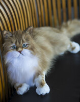 Élethű, művészi plüss perzsa macska, perzsa cica plüssállat rendelésre