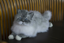 Élethű perzsa macska plüss portré, realisztikus perzsa cica plüss replika rendelésre