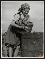 Larger size, photographic artwork by István Szendrő, girl with grapes, 1930s. Original, sealed