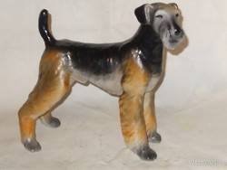 Large Airedale Terrier dog from Raven House