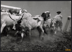 Nagyobb méret, Szendrő István fotóművészeti alkotása. Szürkemarhák tehenekkel, pásztor népviseletbe