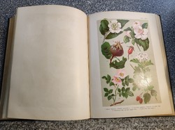 Wagner János: Magyarország virágos növényei [1902]