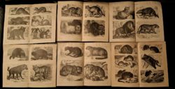 "Ragadozók és Rovarevők" 6 darab  melléklet a Pallas lexikonból cca 1900.