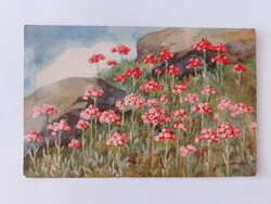 Old floral postcard. Haller postcard