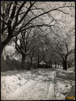 Nagyobb méret, Szendrő István fotóművészeti alkotása. Téli tájkép havas fákkal, 1930-as évek. Erede