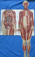 Cca 1900-1910 A női test anatomiája, 8db részletgazdag, színes képtábla, kihajtható résszel.