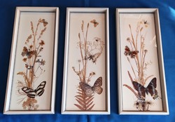 Butterflies on pressed plants, beautiful picture glazed in a showy frame, 42 x 17 cm