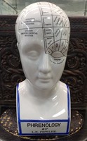 Porcelain phrenological head