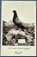 Régi  fotó képeslap  hadsereg postagalamb