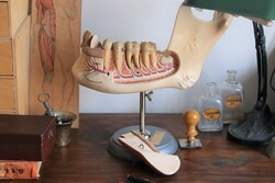 Orvosi anatómiai álkapocs modell vintage