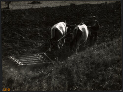 Larger size, photo art work by István Szendrő. Plowing with gray cattle, agriculture, farming