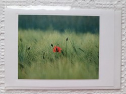 Képeslap borítékkal üdvözlőlap üdvözlőkártya levelezőlap postatiszta pipacs virág mintával