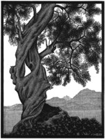 M. C. Escher graphic: old olive tree, Corsican reprint print, black and white landscape gnarled tree