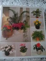Indoor plants from a to z, collectible series, incomplete, negotiable