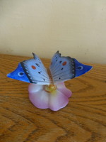 Gyönyörű ritka festésű Drasche(Kőbányai) pillangó
