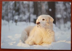 Dog postcard
