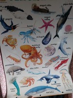 Marine life informative poster 77 cm high