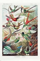 Ernst Haeckel: Hummingbird