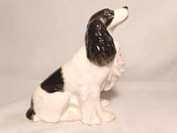 Lomonosov spaniel