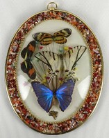 1O678 Brazil pillangó preparátum keretben 22 x 17.5 cm