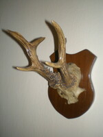 Deer antlers, trophy. Old . Good condition .