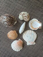 Shells, snails - marine