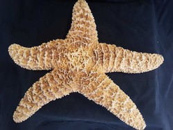 Pisaster Ochraceus tengeri csillag 23cm