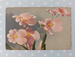 Old postcard with floral postcard orchid