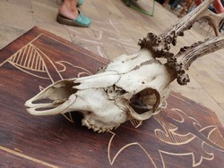 Csodás állapotú őz koponya - vadász trófea
