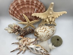 Vegyes csiga, kagyló, korall dekorációs csomag