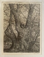 István Imre Jr.: witness tree - etching