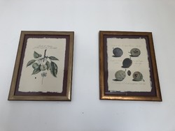 Vintage fruit wall pictures in a bronze frame