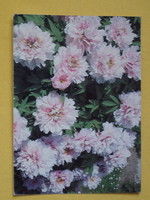 Running postcards with flowers, 5 pieces - according to the photos /04/