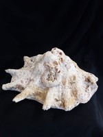 Több mint 100 éves Strombidae kagyló csiga foszília.