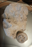 Fossilized snails embedded in limestone (10)