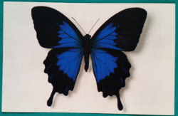 Régi képeslap " Papilio Ulysses Telegonus - Pillangó" ,postatiszta.