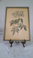 Very nice, old botanical print, in a glazed wooden frame
