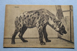Antik fotó   képeslap -  hiéna