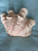 Large sea shell, rare, ruffled, from the Great Barrier Reef