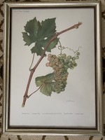 Bunch of grapes - print in frame under glass - Christmas gift - viticulture, winemaking