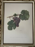 Bunch of grapes - print in frame under glass - Christmas gift - viticulture, winemaking 2.0