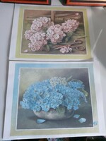 2 Pcs - pink and blue hydrangea flower print image