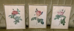3 db egyben!!! gyönyörű nagyméretű antik Pierre Joseph Redouté nyomat botanikai rózsa kép képek