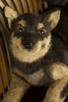 Lifelike Jindo dog plush, dog gift, realistic dog plush
