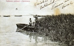 Ba - 162 postal clean reprint postcards from Balaton's past - wild duck hunting