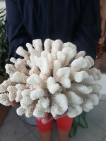 Pocillopora meandrina large coral old piece