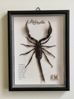 Huge Malaysian black scorpion preparation in a glass frame