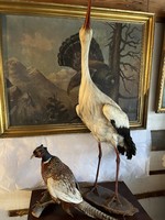 Stuffed pheasant, stork