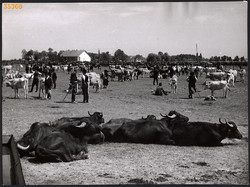 Larger size, photo art work by István Szendrő. Livestock fair on Hortobágy, gray cattle